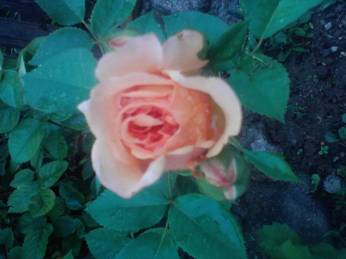 P260512_17.55_[05] - trandafiri 2012