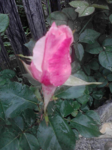 P260512_17.56_[01] - trandafiri 2012