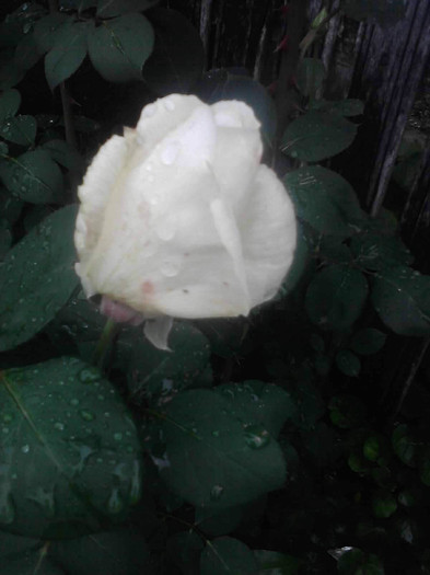 P260512_17.56_[03] - trandafiri 2012