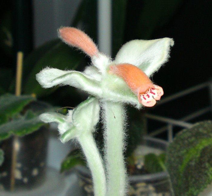 Sinningia Leucotricha - Plante cu flori