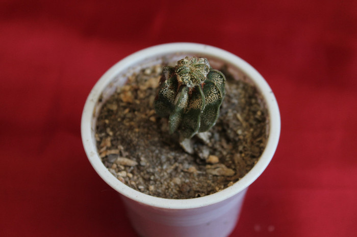 cactusi si suculente 2012 017