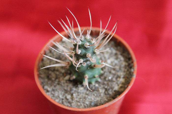 cactusi si suculente 2012 022