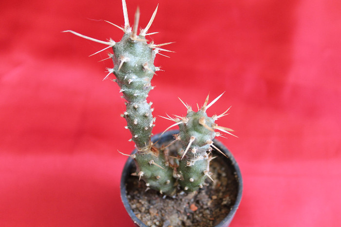 cactusi si suculente 2012 025