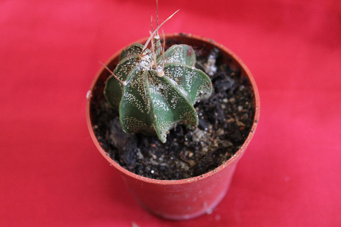 cactusi si suculente 2012 031