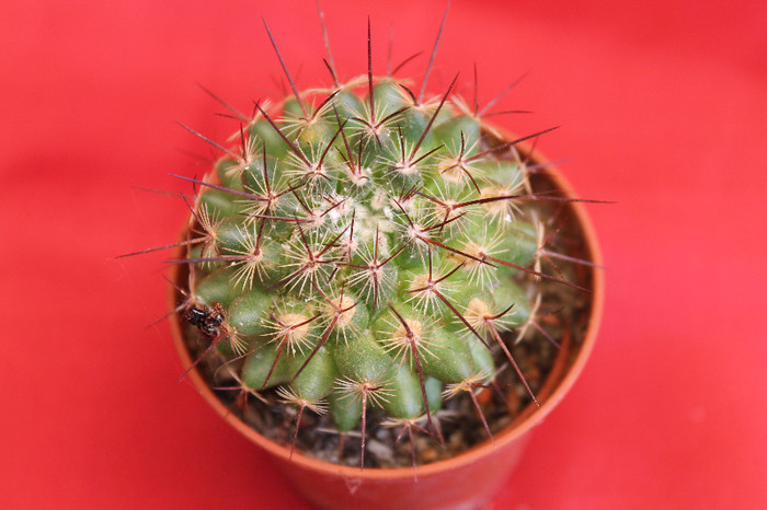 cactusi si suculente 2012 034