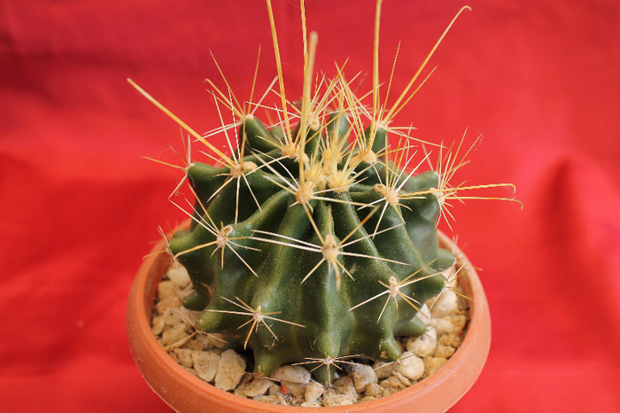 cactusi si suculente 2012 056