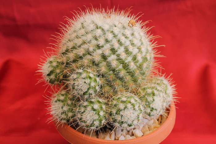 cactusi si suculente 2012 059