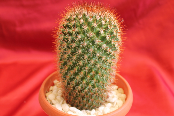 cactusi si suculente 2012 060