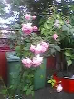 SPM_A0293 - trandafiri mai 2012