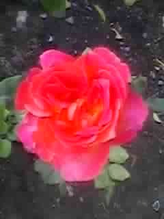 SPM_A0338 - trandafiri mai 2012