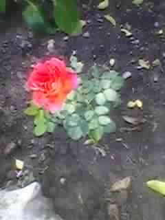 SPM_A0339 - trandafiri mai 2012
