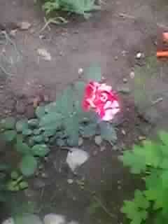 SPM_A0341 - trandafiri mai 2012