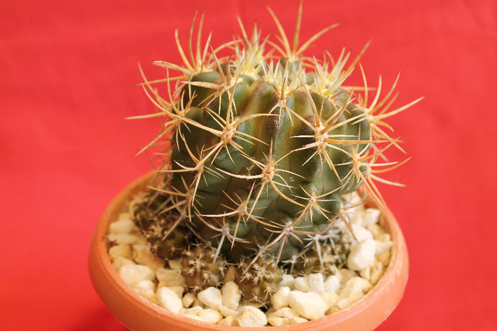 cactusi si suculente 2012 067