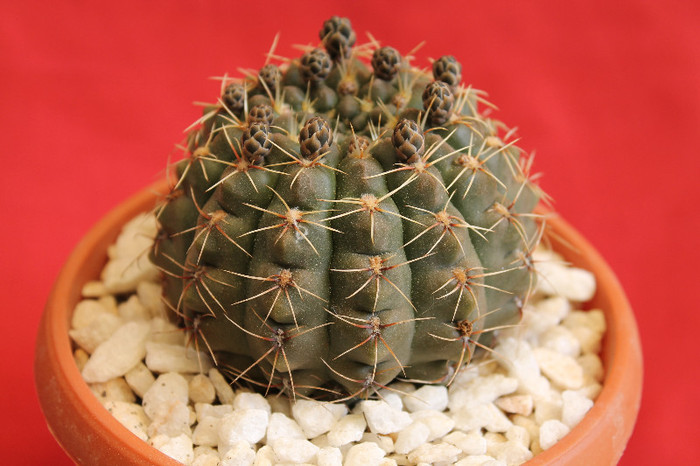 cactusi si suculente 2012 071
