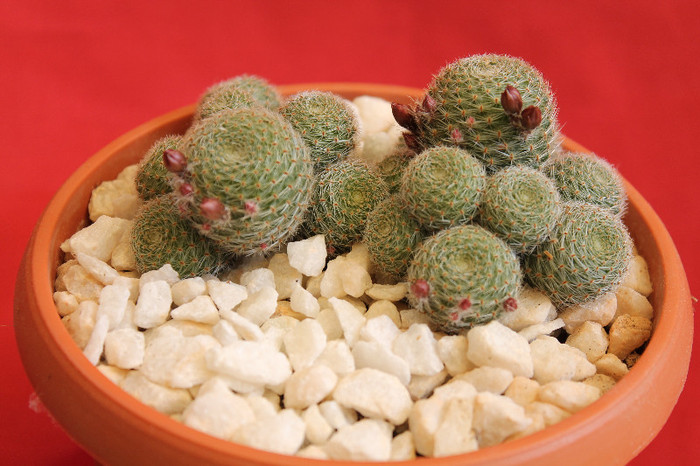 cactusi si suculente 2012 076