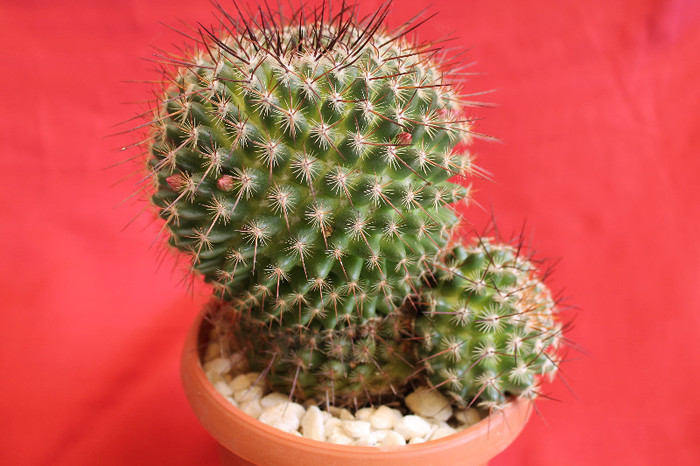cactusi si suculente 2012 078