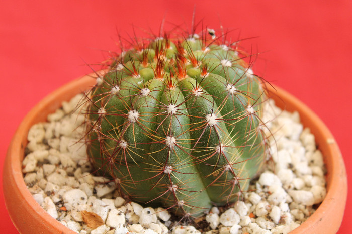 cactusi si suculente 2012 080