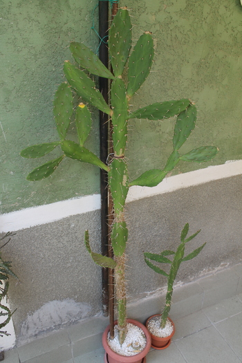 cactusi si suculente 2012 084