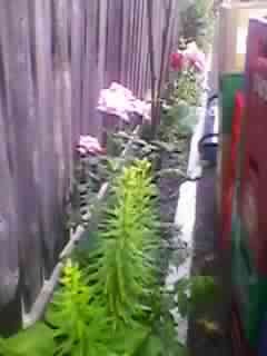 SPM_A0288 - gradina mea 2012