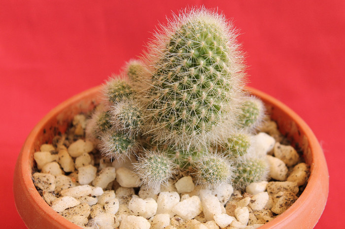 cactusi si suculente 2012 088