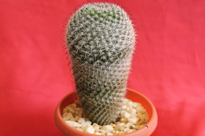 cactusi si suculente 2012 103 - cactusi si suculente 2012