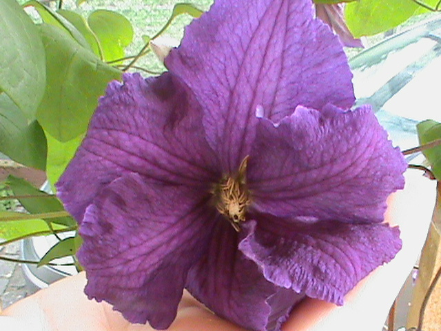 DSC01377 - Clematis