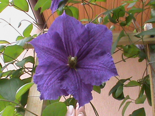 DSC01378 - Clematis