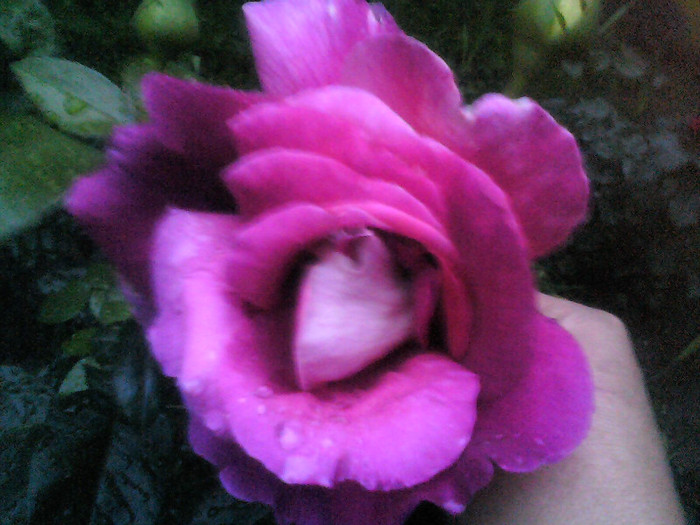 Picture 007