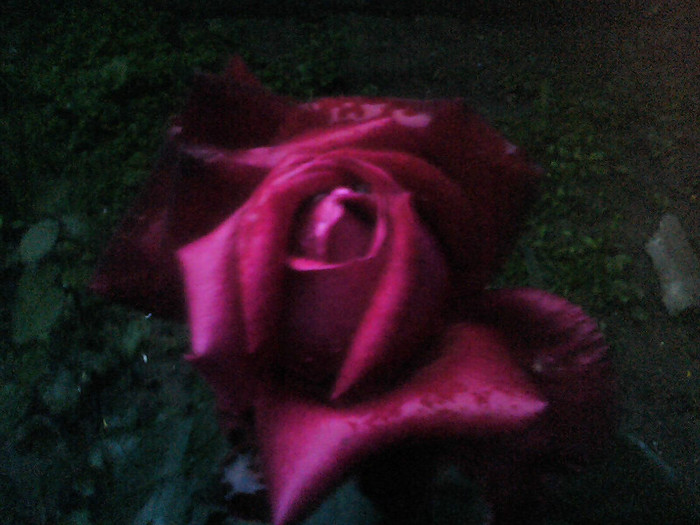 Picture 008
