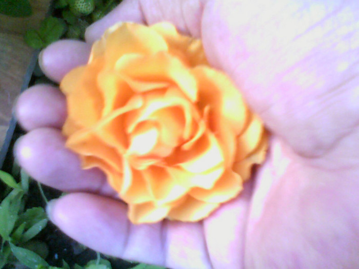 Picture 010