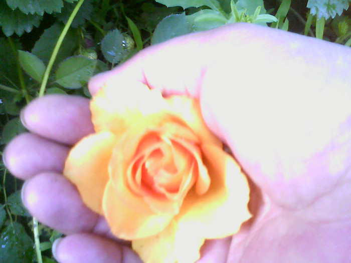 Picture 011