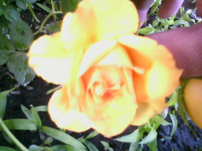 Picture 012