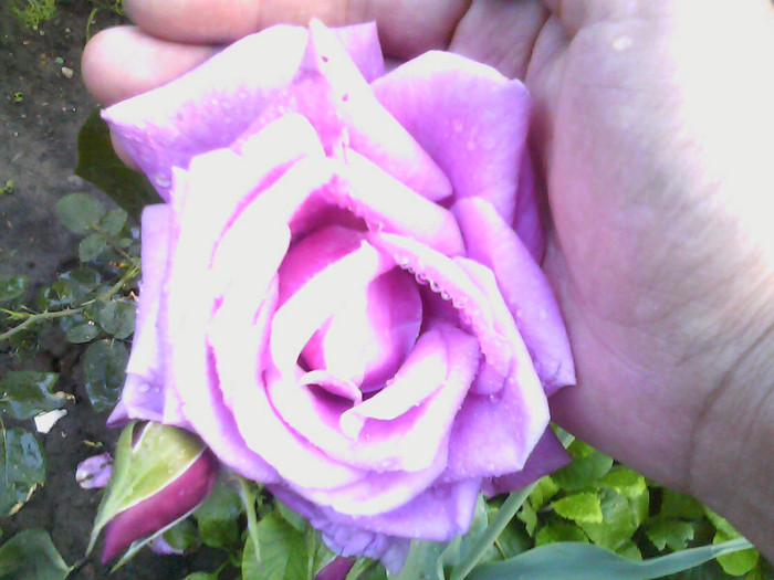 Picture 013