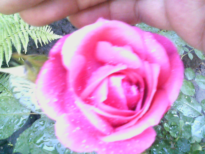 Picture 015