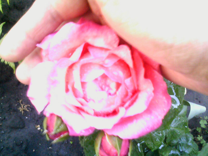 Picture 017