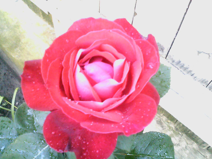 Picture 021
