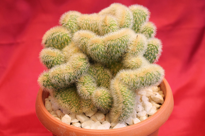 cactusi si suculente 2012 125