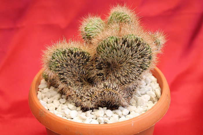 cactusi si suculente 2012 126 - cactusi si suculente 2012