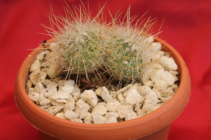 cactusi si suculente 2012 133 - cactusi si suculente 2012
