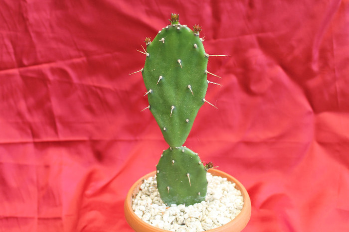 cactusi si suculente 2012 150 - cactusi si suculente 2012