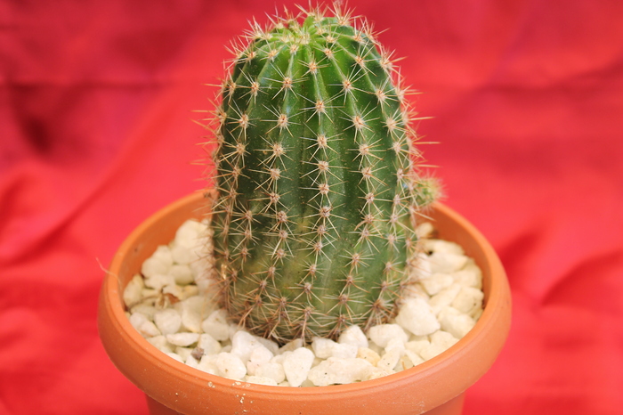 cactusi si suculente 2012 167