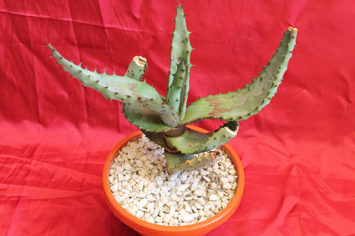 cactusi si suculente 2012 207 - cactusi si suculente 2012