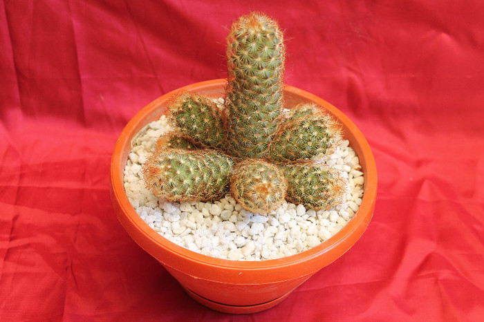 cactusi si suculente 2012 209