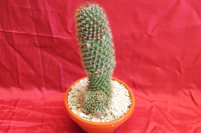 cactusi si suculente 2012 211