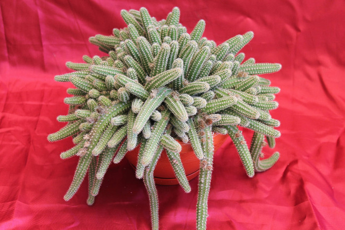 cactusi si suculente 2012 213