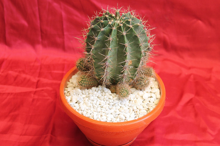 cactusi si suculente 2012 214