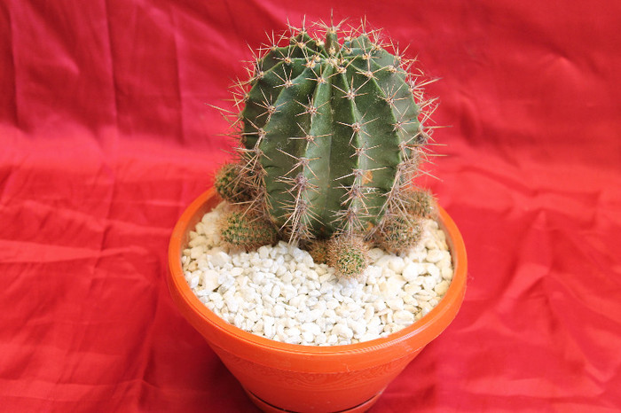 cactusi si suculente 2012 214 - cactusi si suculente 2012