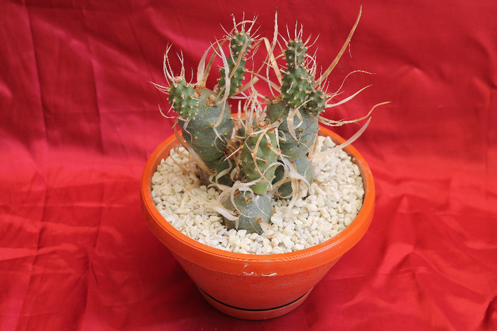 cactusi si suculente 2012 216