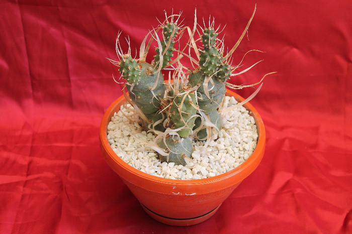 cactusi si suculente 2012 216 - cactusi si suculente 2012