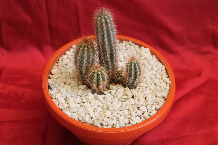 cactusi si suculente 2012 218